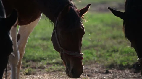Horses heads close up Stock Footage 68387837