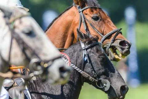 Horses Heads Closeup Game Action Polocrosse Stock Photos