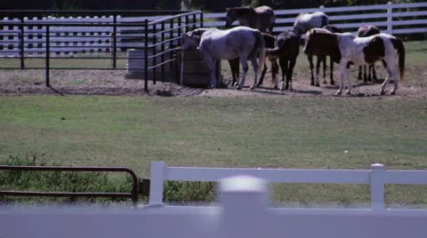 Horses In The Heat Video stock 42183250