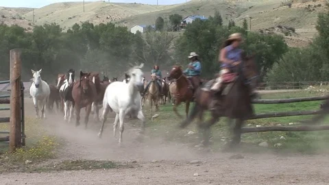 Horses Herded 1 Stock Footage 75889867