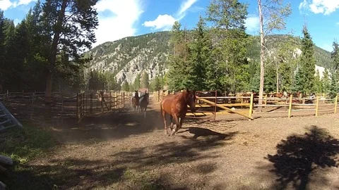 Horses Herded Ultimate 3 Stock Footage 75848968
