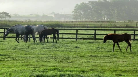 Horses of Hidaka Video stock 332248556