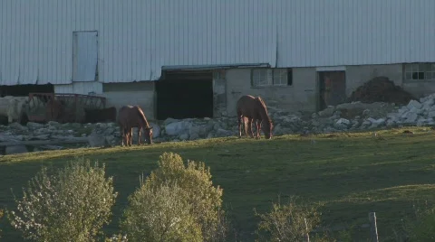 Horses on hill by barn Stock Footage 511794