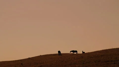 Horses on a hill Stock Footage 158822699