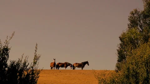 Horses on a hill Stock Footage 158822704