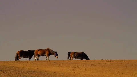 Horses on a hill Stock Footage 158822736