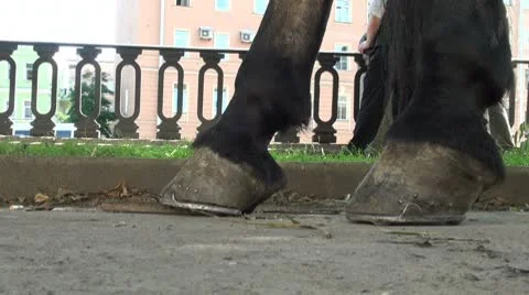 Horse's hooves. Stock Footage 8848618