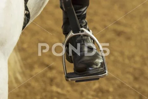 Horses on a horse farm in Germany Stock Photos