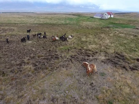 Horses Iceland Video stock 69887858