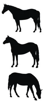 Horses Stock Illustration