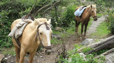 Horses on the Inca Trail Stock Footage 8511321