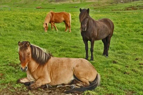 Horses inqusitive 스톡 사진