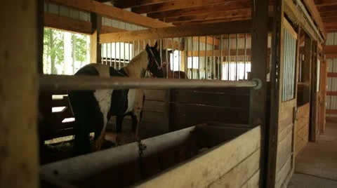Horses Interacting With Each Other Through Stalls Stock Footage 21466132