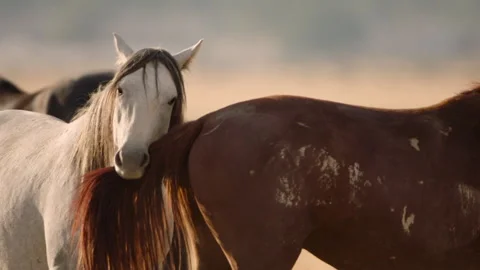 Horses interacting in a field during sunny afternoon hours Stock Footage 327869729