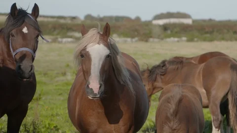 Horses investigate camera slowmo Stock Footage 123662869