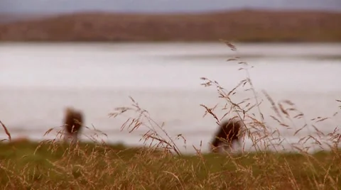 Horses by a lake. Focus pulled. Stock Footage 45147524