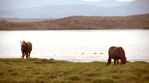 Horses by a lake Stock Footage 45147712