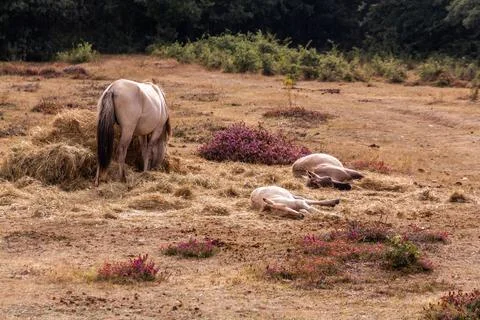 Horses laying down in the grass Stock Photos