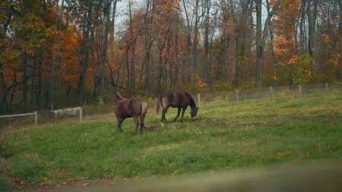 Horses laying in field Stock Footage 152712810