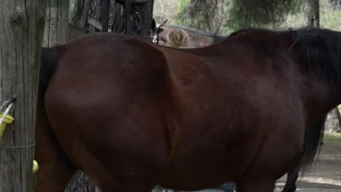 Horses leave stable Stock Footage 140512380