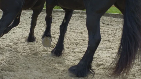 Horses' legs Stock Footage 86834146