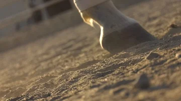 Horse's legs on the sand Stock-Footage 85605319
