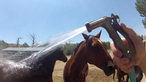 Horses line up to get sprayed by water on a hot summer day Stock Footage 201974152