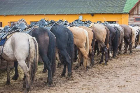 Horses in line. rear view Stock Photos