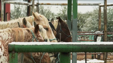 Horses lined up for riding at a guest ranch Stock Footage 100524495