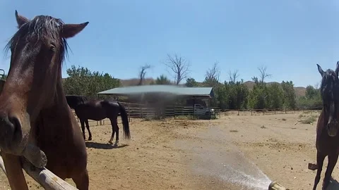 Horses lining up in the summer heat to get sprayed by water and spinning around Stock Footage 201973851