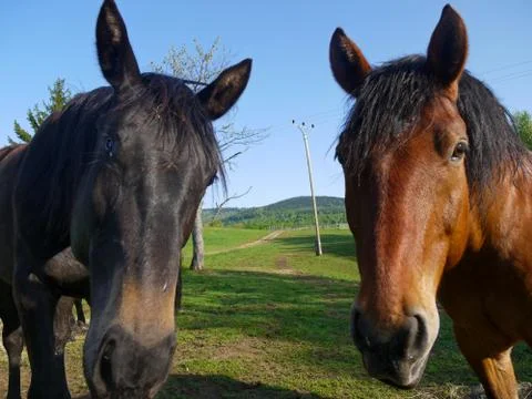 Horses look Stock Photos