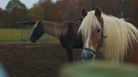 Horses look at viewer Stock Footage 152712865