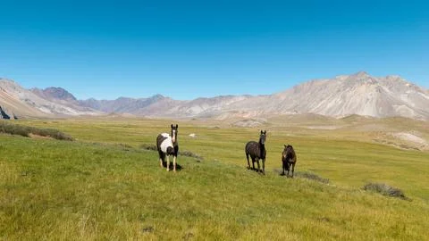Horses looking at camera between mountains in green meadow. Stock Photos