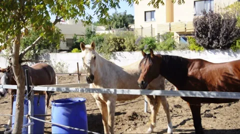 Horses  looking at the camera Stock Footage 33125709