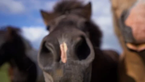 Horses looking at the camera in Iceland Stock Footage 256072421