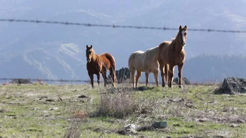 Horses Looking at the Camera on a Mountainside, HD Stock Footage