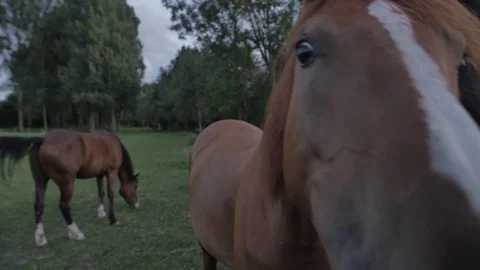 Horses looking down the camera Stock Footage 92473564