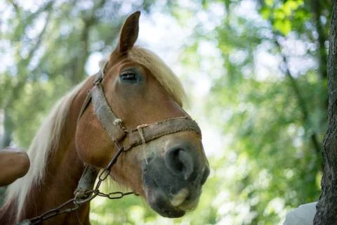 Horses looking into focus Stock-Fotos
