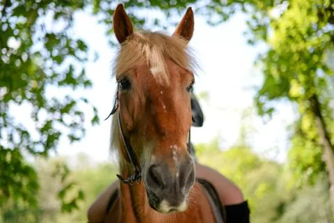 Horses looking into focus Stock Photos