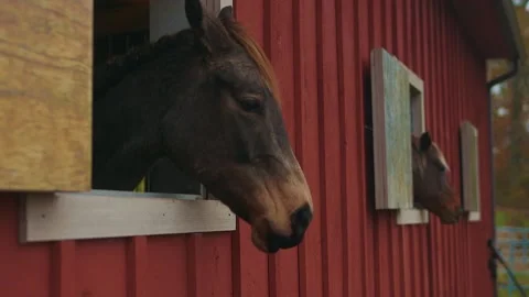 Horses looking out stable windows Stock Footage 151776100