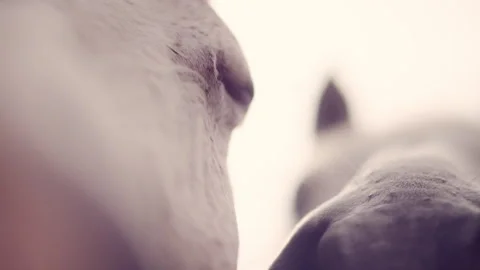 Horses looking straight at camera Stock Footage 278826910