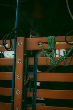Horses looking through a gate Stock Photos