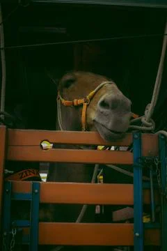 Horses looking through a gate Stock Photos
