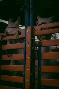 Horses looking through a gate Stock Photos