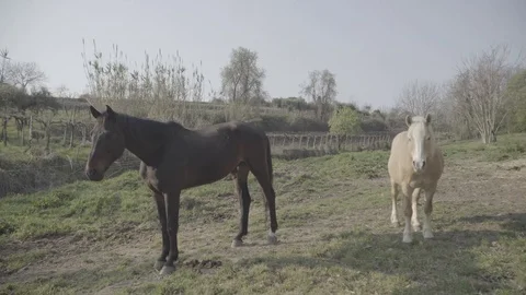 Horses looking to you close to a vineyard Stockbeeldmateriaal 128281696