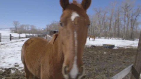 Horses looks at camera in ranch on a winter day Stock Footage 83864855