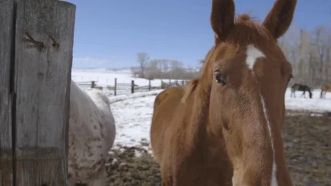 Horses looks at camera in ranch on a winter day Stock Footage 83864860