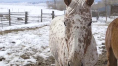 Horses looks at camera in ranch on a winter day Stock Footage 83864867