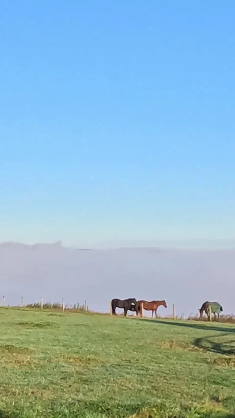 Horses Low Clouds up Stock Footage 284771630