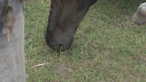 Horses macro head eating grass with wooden fence view  Video stock 79220092